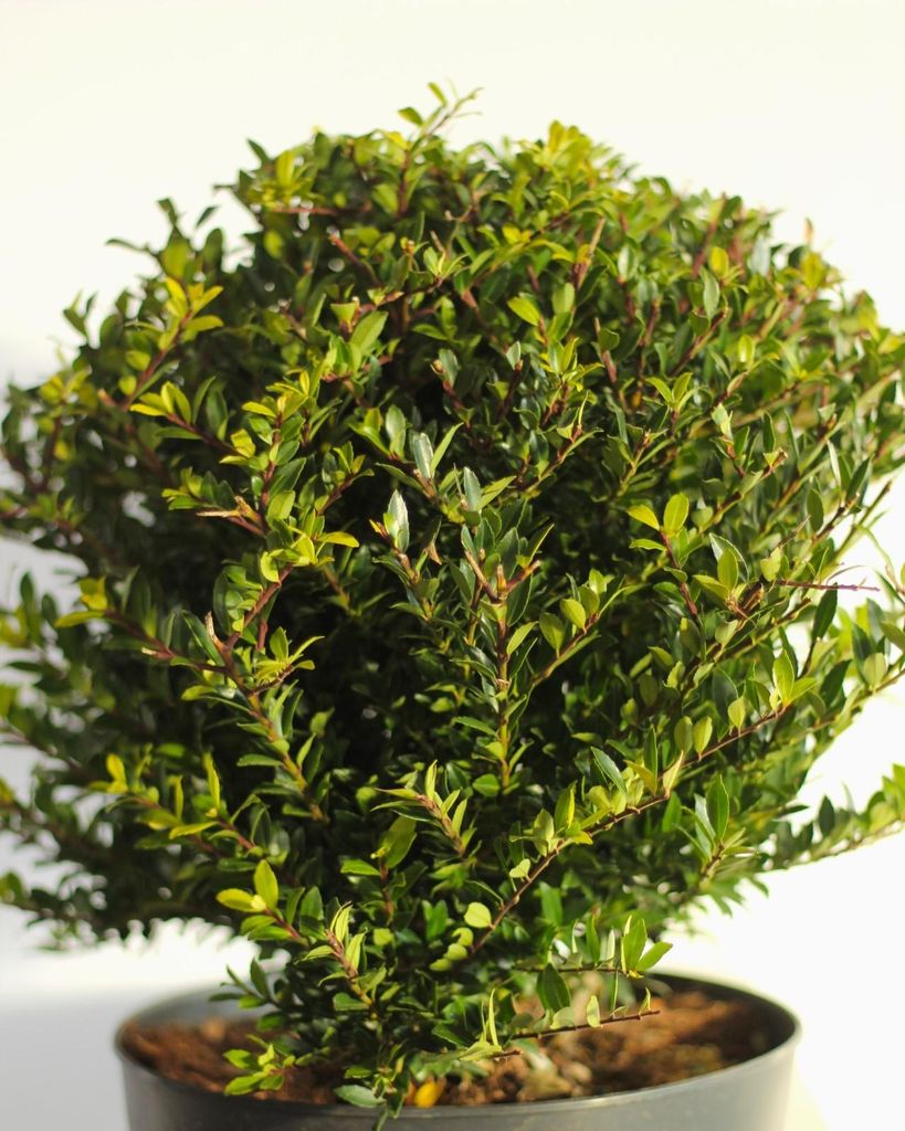 Japanische Stechpalme Ilex crenata Twiggy Kugelschnitt 35 -
