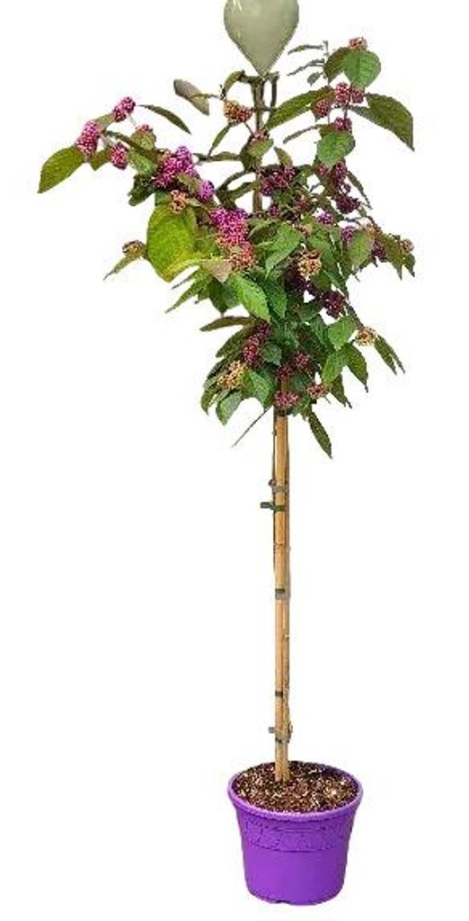 Callicarpa bodinieri Profusion auf Stamm – 140–150 cm – Produktbild 
