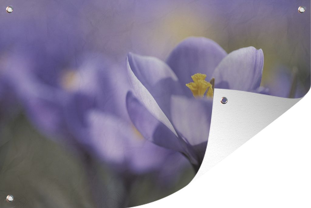 MuchoWow 90x60 cm Outdoor-Poster Gartendeko Sichtschutz Garten Poster für den Garten Frühling - Krokus - Lila