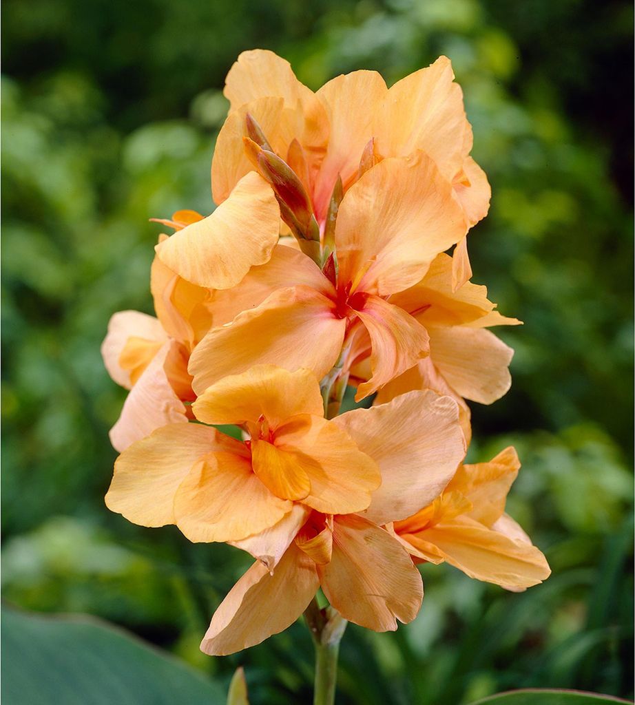 Canna Kanna Apricot Dream 1 kus sadeníc canna Obrázok produktu 
