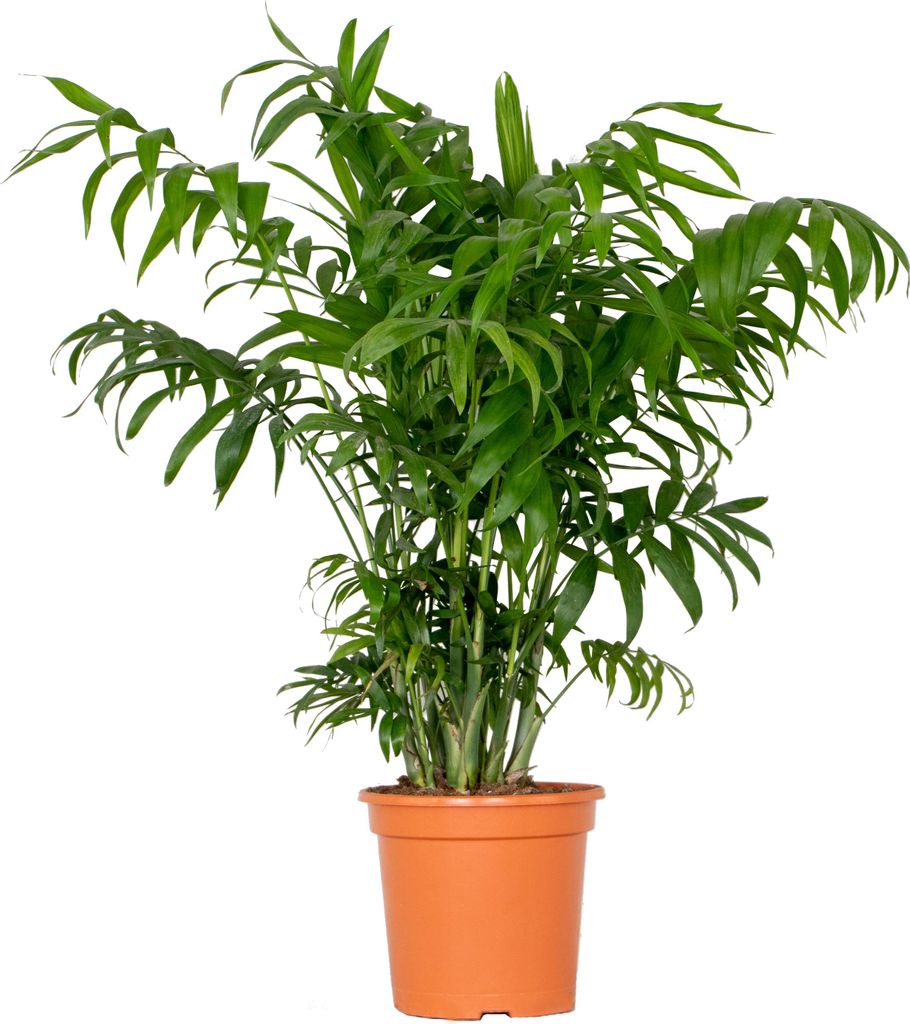Bloomique - Chamaedorea Elegans - Bergpalme - Zimmerpflanzen - Luftreinigend - Tierfreundlich - Pflegeleicht - 60-80 cm Hoch - Topf 18 cm