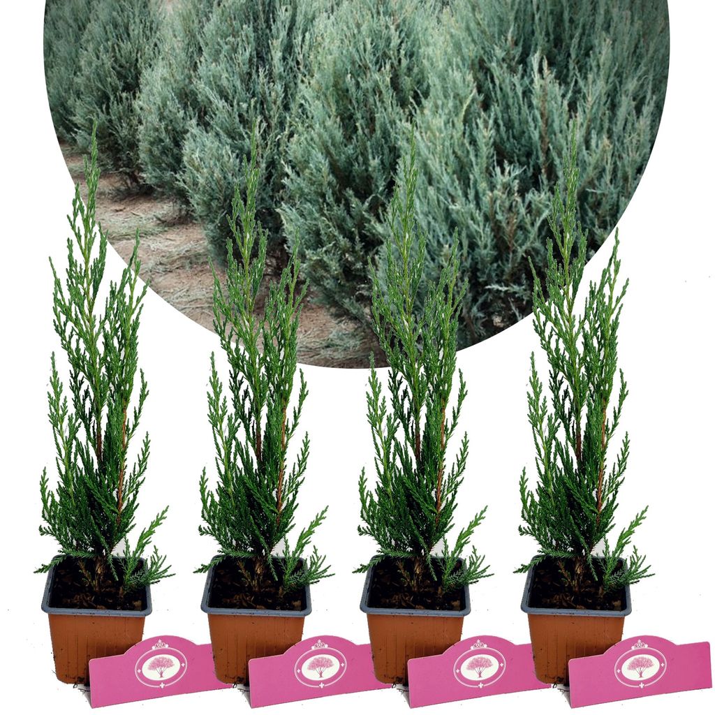 Four potted coniferous plants are displayed against a white background, with a blurred background of more plants in a circular frame.