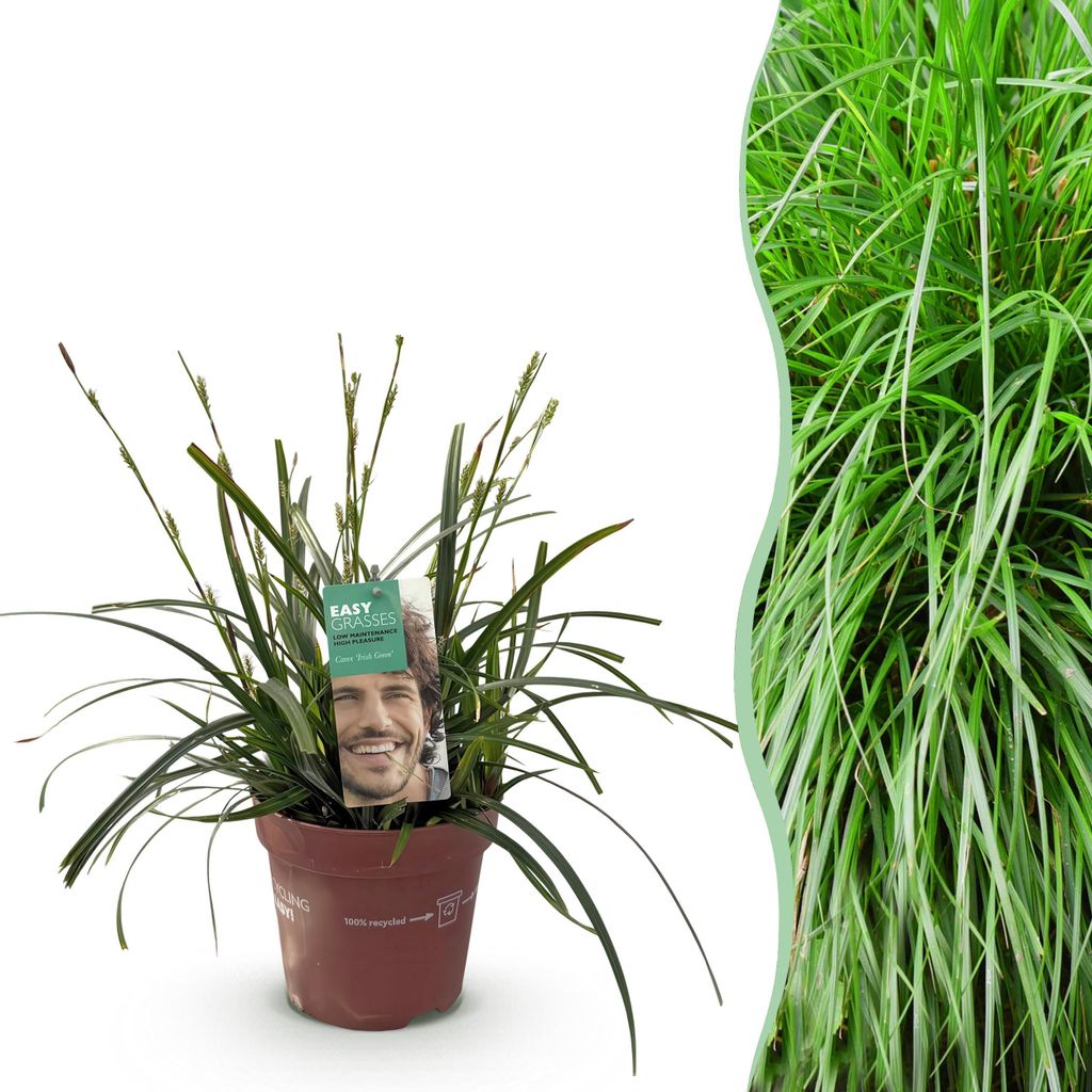 GreenboutiQ - Ziergräser - Carex oshimensis Intense Green - Grün - 1 Pflanze - Immergrün - Winterhart - Topf 17cm Höhe 50cm