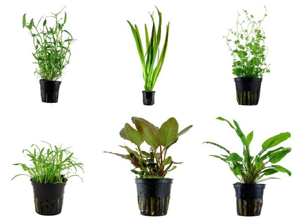 Einsteiger Set mit 6 einfachen Tropica Topf Pflanzen Aquariumpflanzenset Nr.28