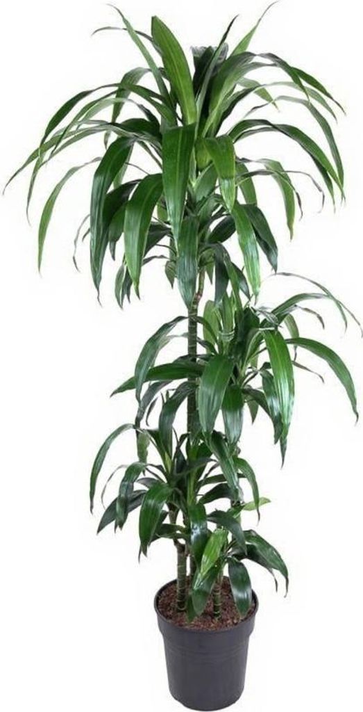 Drachenbaum Dracaena Janet Craig - 27 cm Topf, 150 cm Höhe