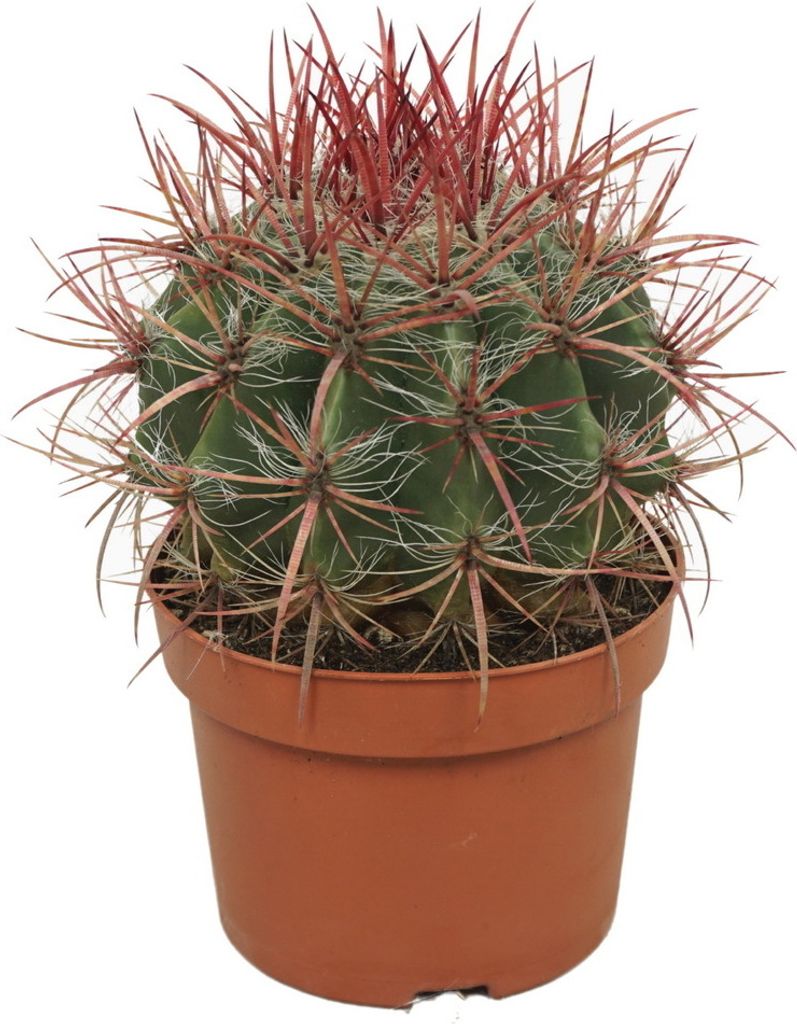 Kaktus cervený certov jazyk - Ferocactus stainesii - Izbová Obrázok produktu 1