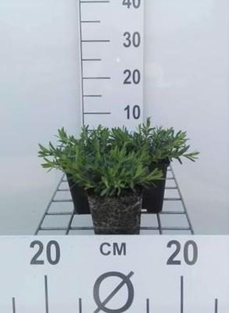 6 x Dianthus delt. 'Albiflorus' - Nelke - Topf 9 x 9 cm