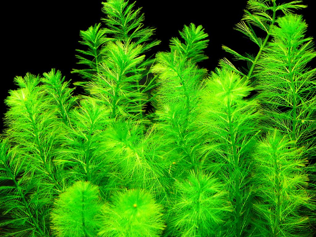 10 Bund Tannen-Tausendblatt (Myriophyllum elatinoides)