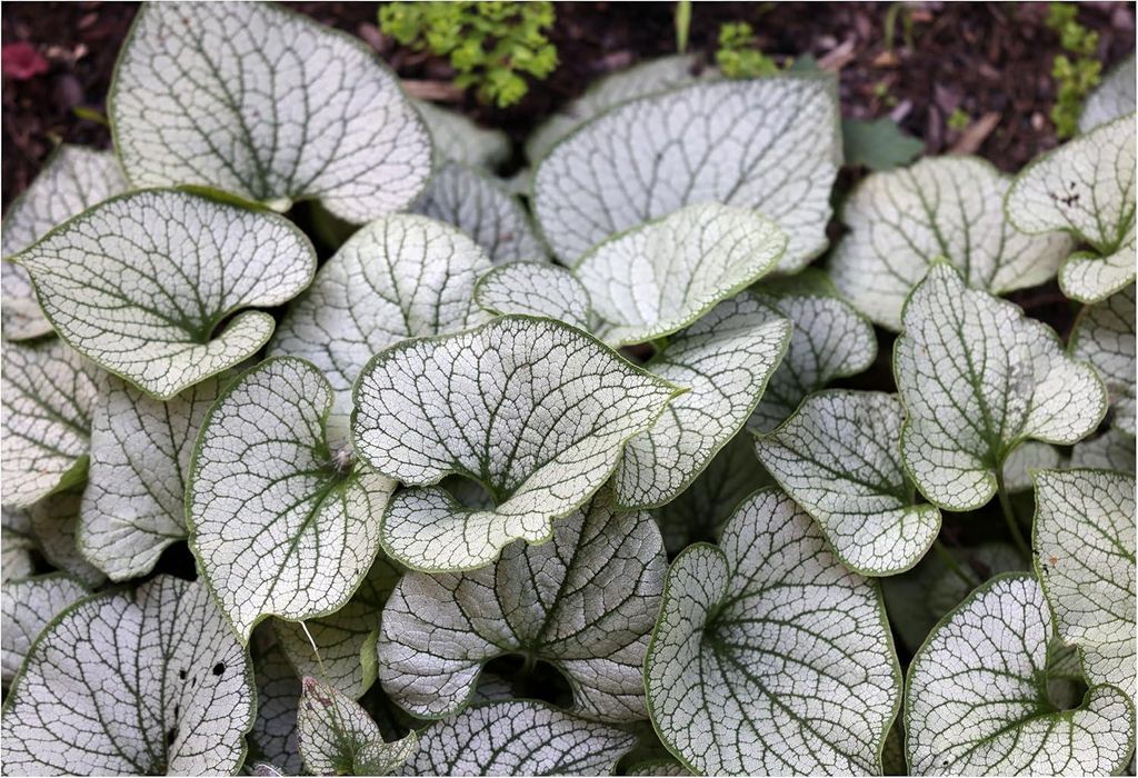 Stauden Gänge 1 x Brunnera macrophylla 'Jack Frost‘ im 1 Produktbild 