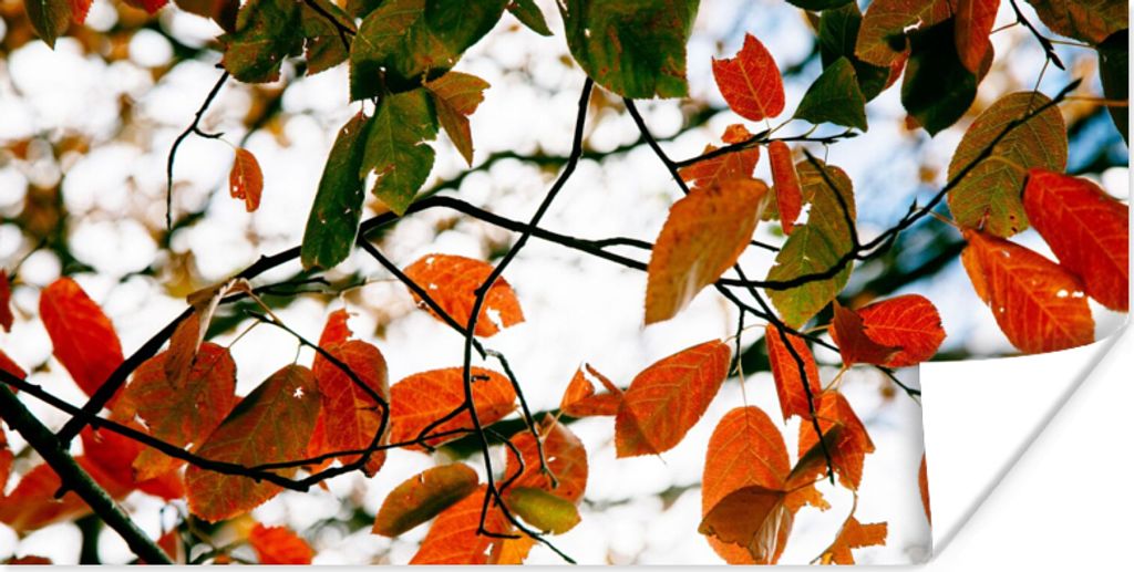 MuchoWow Poster Herbst - Blätter - Landleben - Jahreszeiten 120x60 cm - Bild