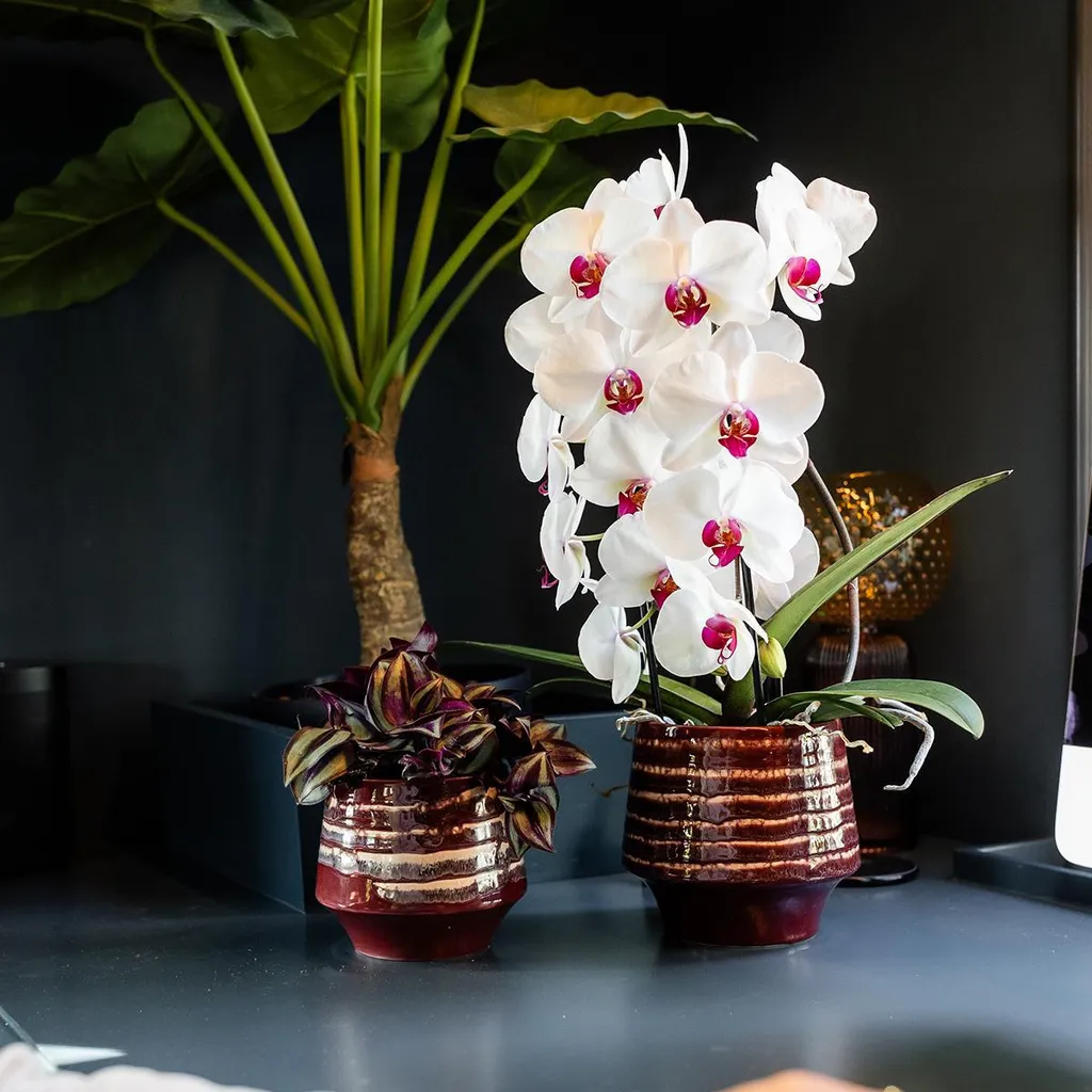 Cache-pot élégant en céramique bordeaux brillant avec glaçure Ø9cm - 4