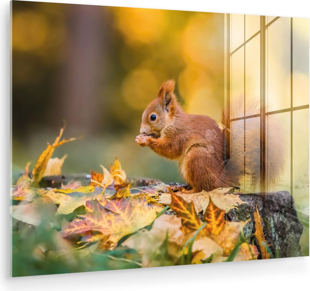 MuchoWow Glasbilder - Bilder auf Wandbild - Foto auf Glas Eichhörnchen - Herbst - Waldtiere - Herbstlaub - Wald 40x30 cm Wanddekoration aus Glas -...