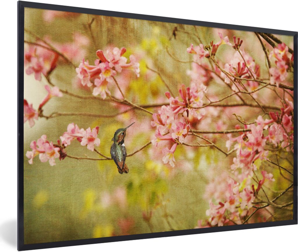 MuchoWow Gerahmtes Poster Vogel - Kolibri - Blüte - Rosa 90x60 cm - Poster mit Schwarzem Bilderrahmen Wandposter Rahmen Foto Bilder - Fotorahmen...