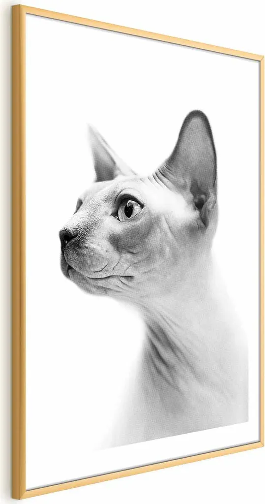 Quadro Gatto Nudo 40x60 Cornice Oro - Decorazione Parete Moderna Luxury