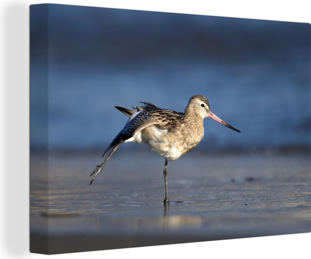 OneMillionCanvasses - Leinwandbilder - 140x90 cm, Uferschnepfe streckt ihre Flügel am Strand aus, Wandbilder Kunstdruck Wanddekoration - Foto au...