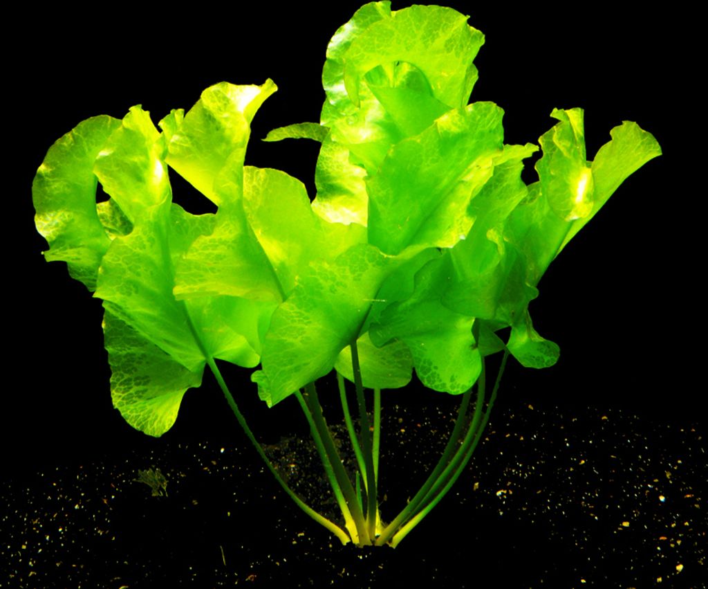 1 Japanische Teichrose (Nuphar Japonica) - mit Rhizom - Produktbild 