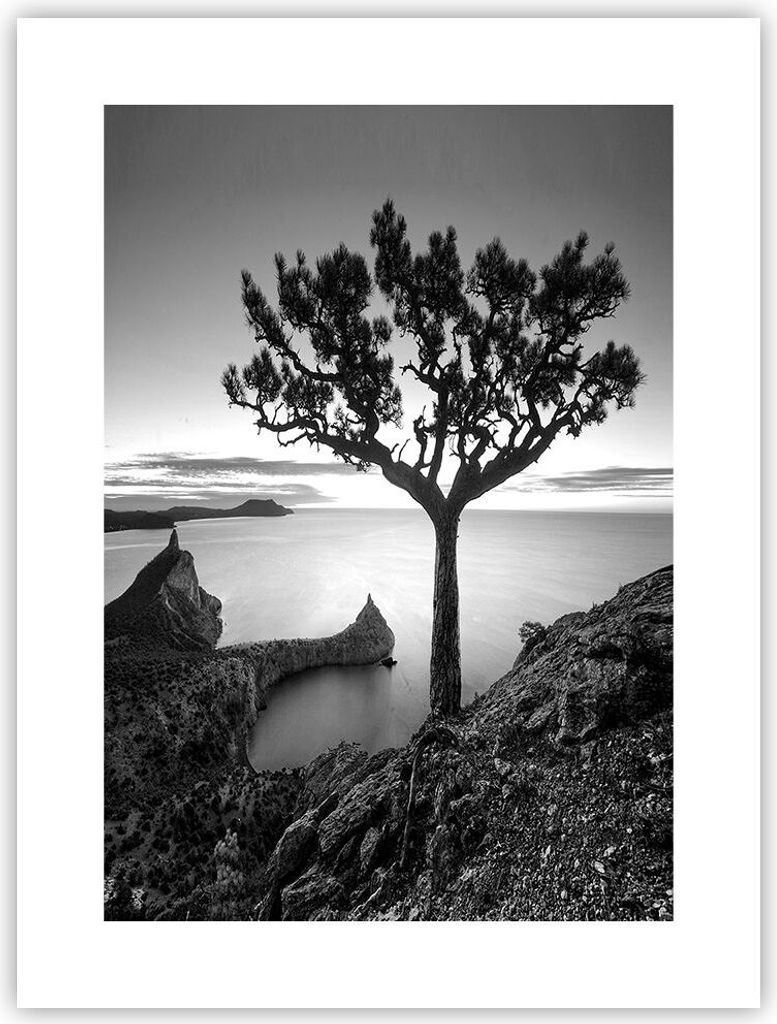 Poster - Poster ohne Rahmen - Baum Schwarzweiß Ansicht - 30x40 cm - Wand Bild - Wanddeko - Wandbilder - Kunstposter - Wandposter - Bilder - Kunstd...