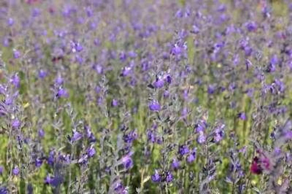Lot de 6 Salvia greggii Blue Note - Sauge arbustive en pot de 9cm
