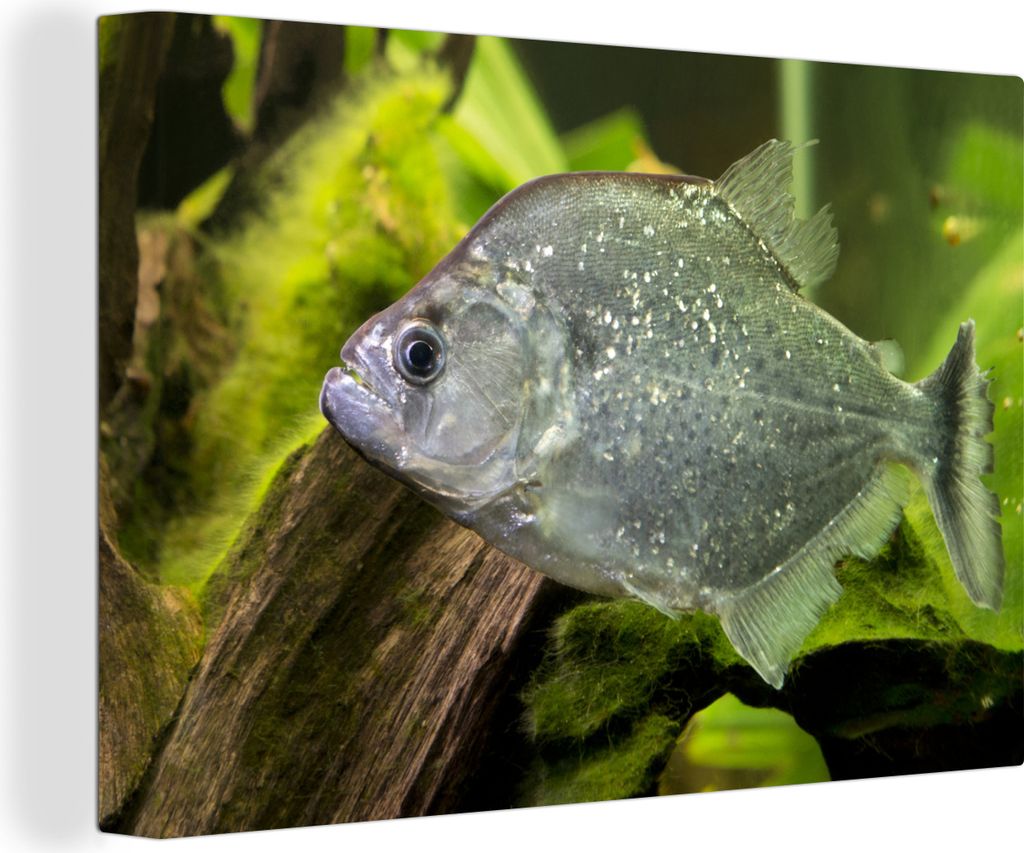 OneMillionCanvasses - Leinwandbilder - 150x100 cm, Fisch - Grün - Fisch, Wandbilder Kunstdruck Wanddekoration