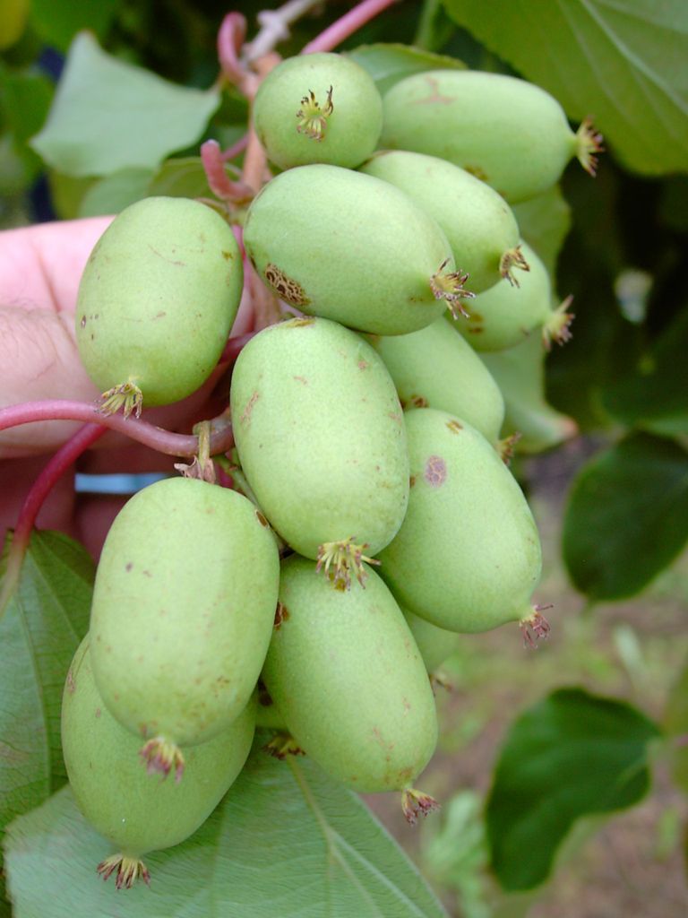 Bayern-Kiwi `Issai ́ (selbstfruchtbar) - Actinidia arguta - 60-80cm im Topf