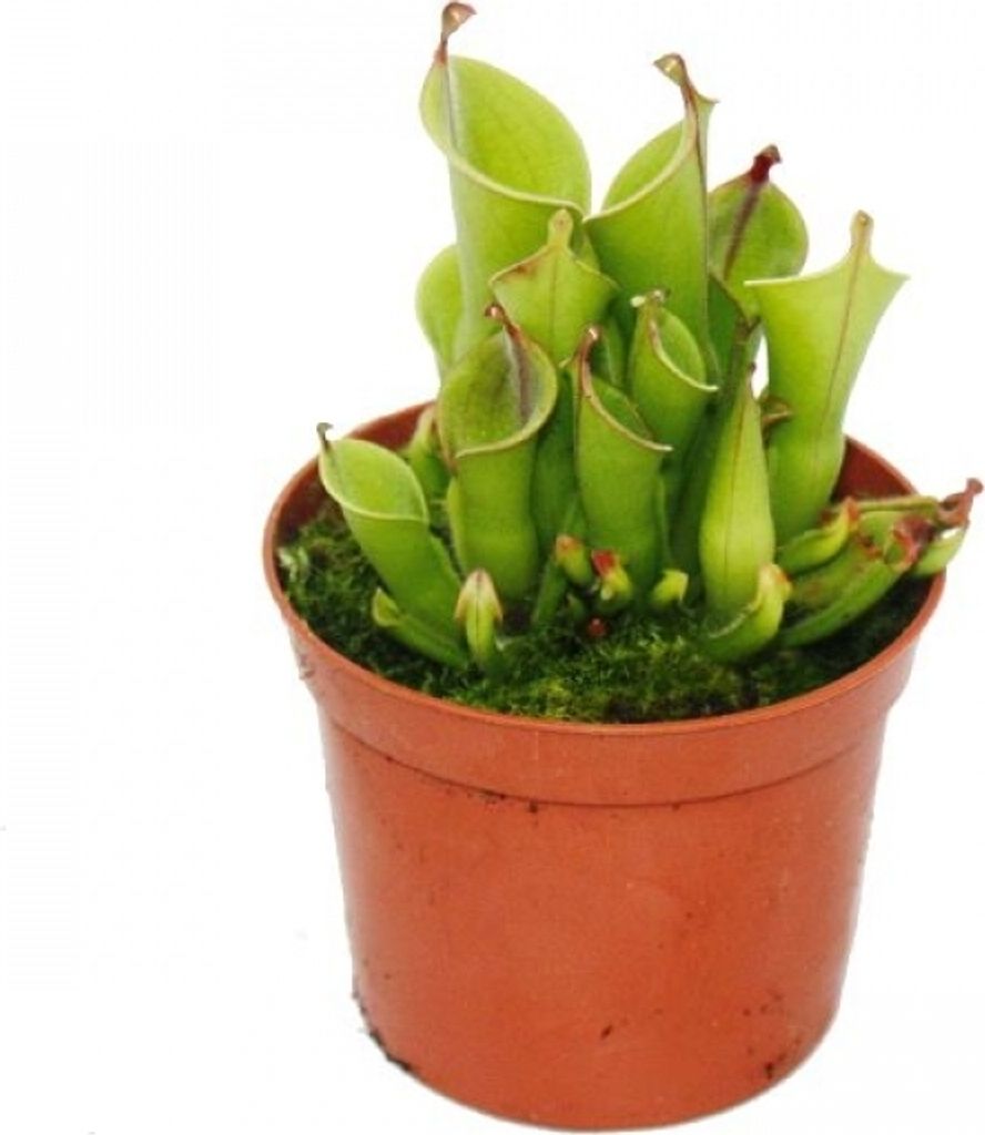 Fleischfressende Pflanze - Sumpfkrug - Heliamphora - 9cm Topf - Rarität