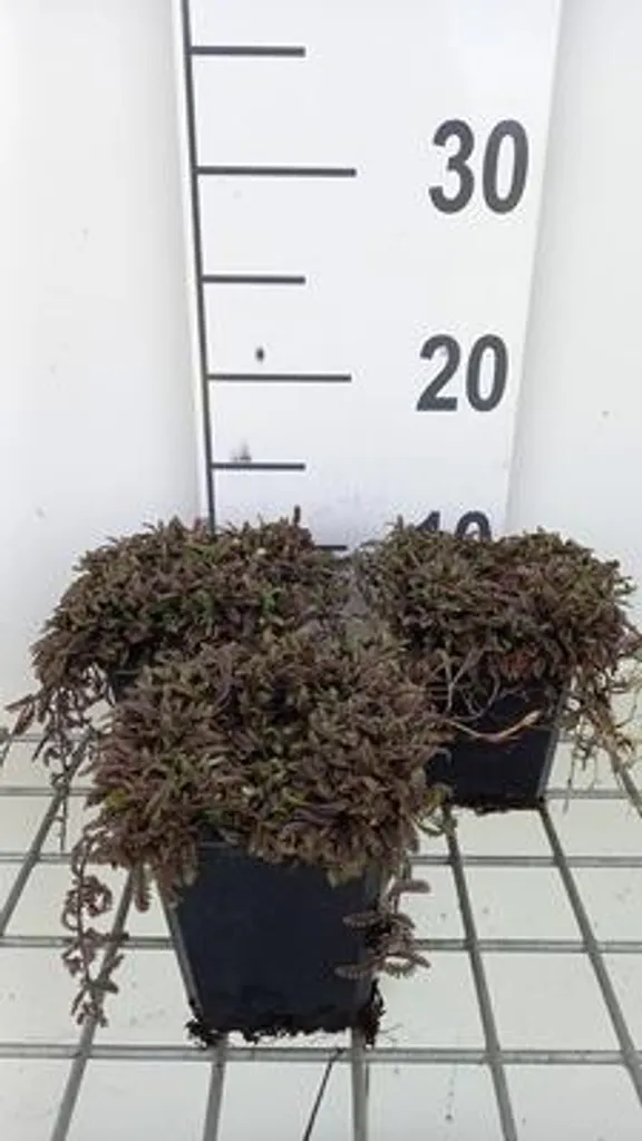 6 Leptinella squalida Platt's Black en pot 9cm - Fougère de laiton