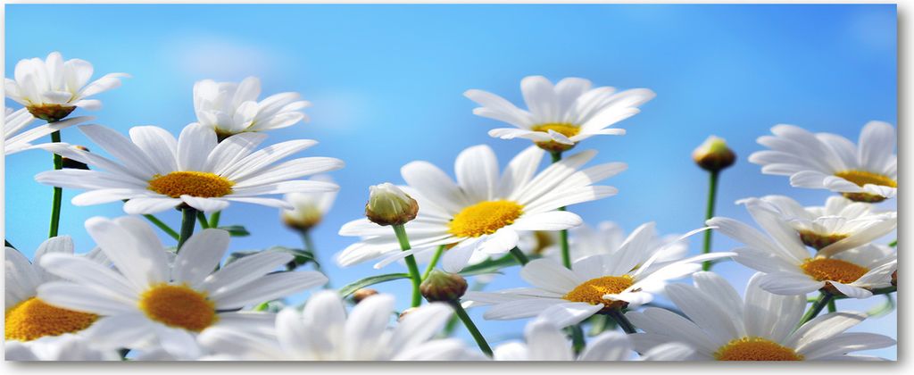 Tulup Küchenrückwand Spritzschutz aus Glas -125x50 -Spritzschutz auf gehärtetes Glas Deko Blumen & Pflanzen Gänseblümchen