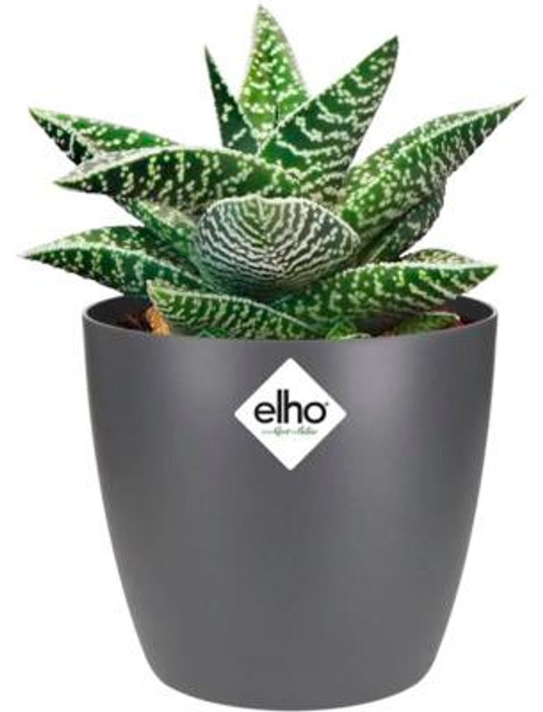 elho brussels Rund Mini 9,5cm Übertopf - anthrazit Produktbild 