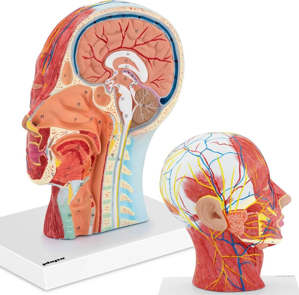 physa Anatomie Schädel - Medianschnitt - Originalgröße Produktbild 5