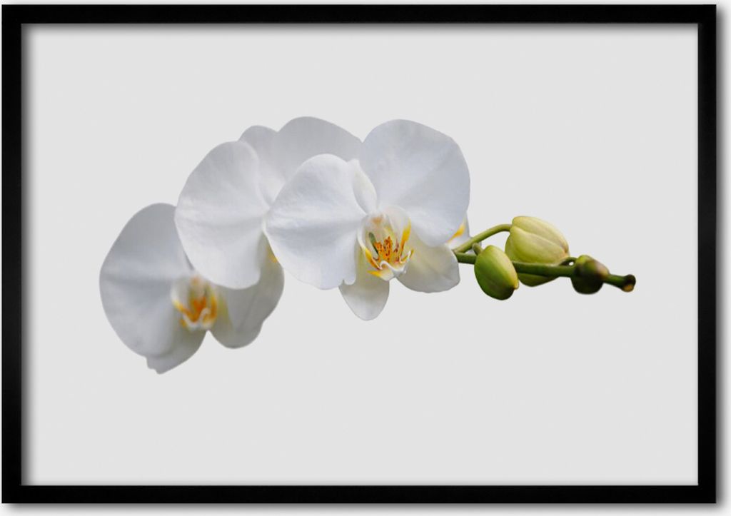 Bild 100x70 MDF-Rahmen Wandkunst Blumen Pflanzen Natur