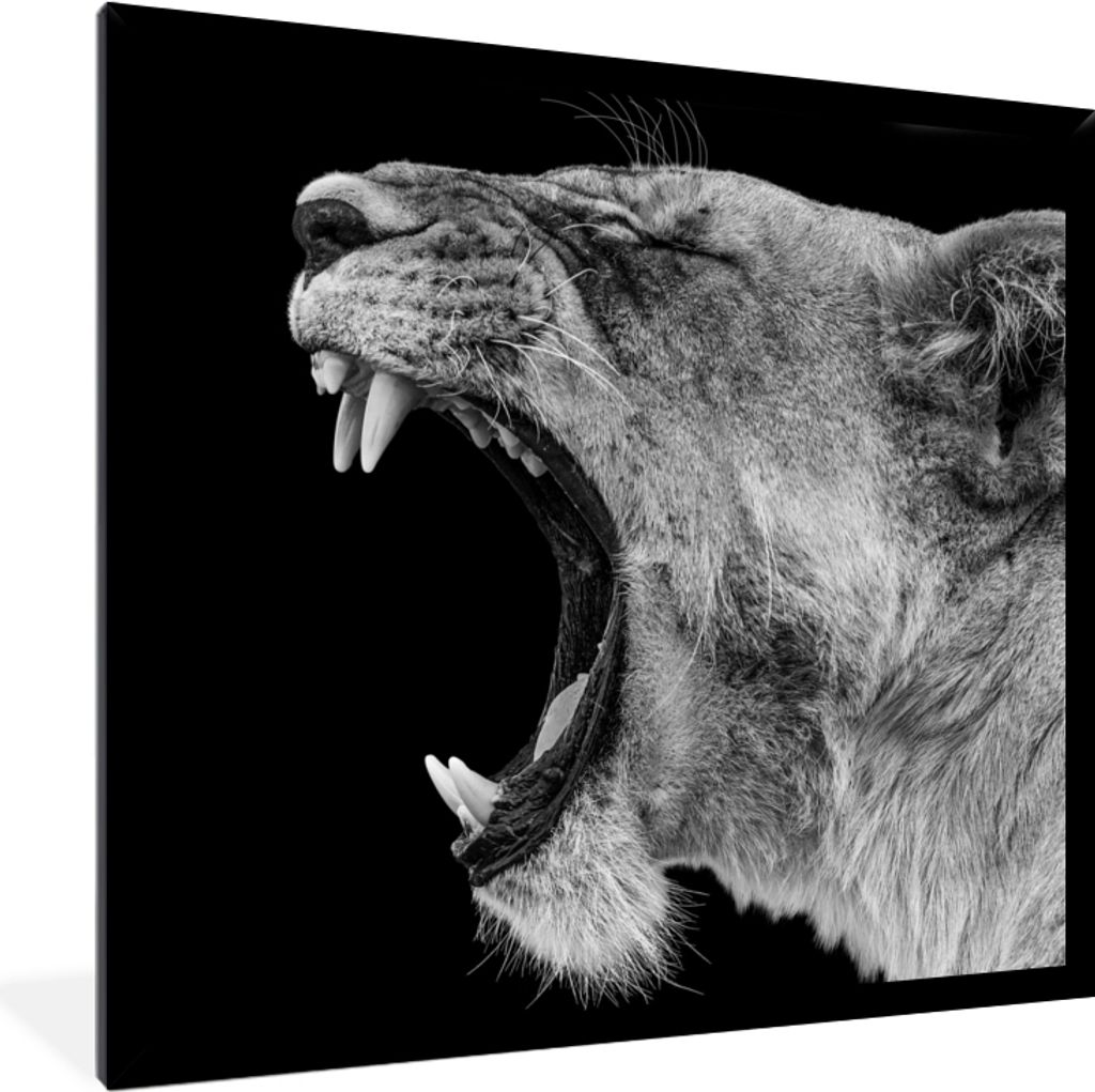 MuchoWow Gerahmtes Poster Tiere - Löwe - Schwarz - Weiß - Porträt 40x40 cm - Poster mit Schwarzem Bilderrahmen Wandposter Rahmen Foto Bilder -...