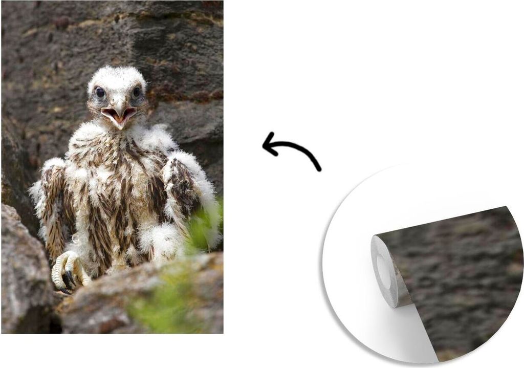 MuchoWow Fototapete für Wohnzimmer oder Schlafzimmer Wandtapete Vinyl Motivtapete Wanderfalke - Baby - Felsen - 190x280 cm - Küche