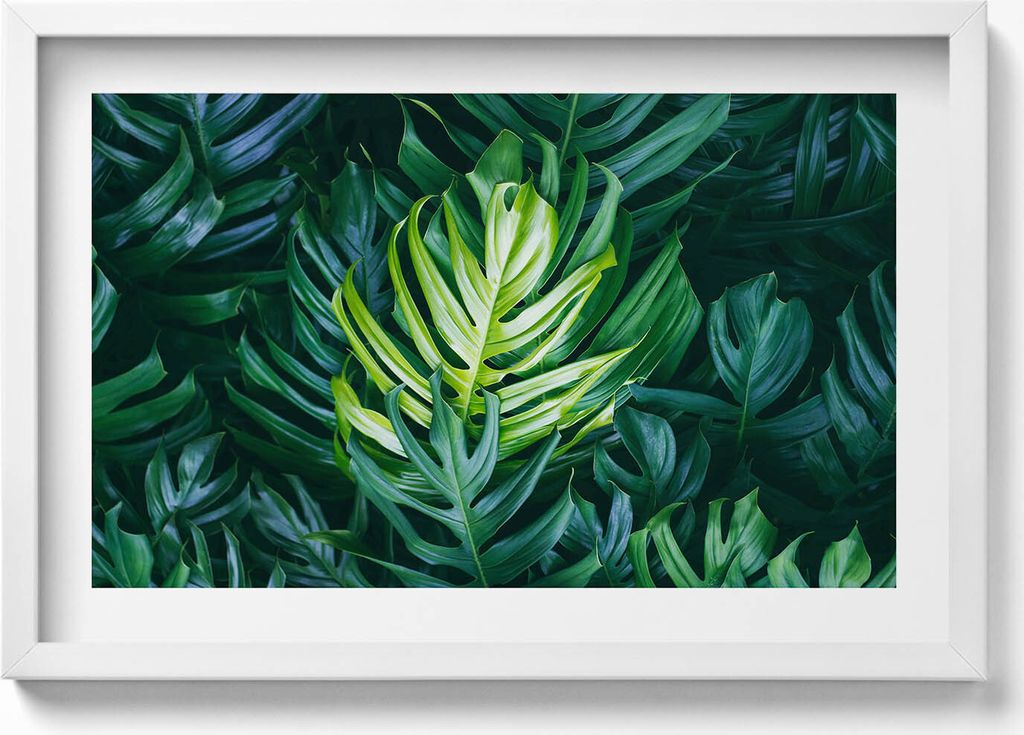 Tropische Natur - monstera Blätter– Wandbild mit Rahmen – Gerahmtes Bild – Wanddekoration – 60x40 cm – Schwarz Rahmen