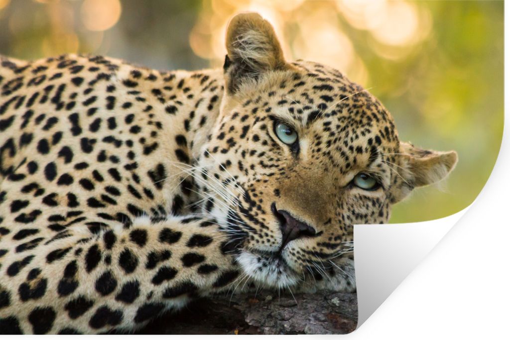 MuchoWow - Wierderverwendbar - Selbstklebend