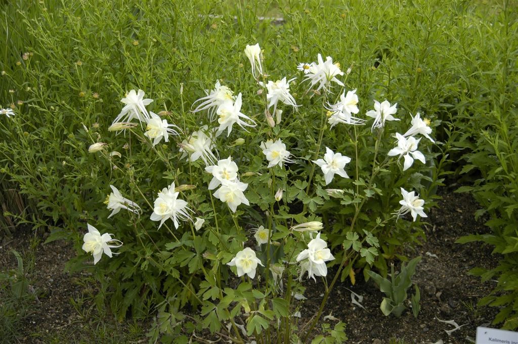 Aquilegia caerulea 'Kristall', Akelei, weiß-blau, ca. 9x9 cm Topf