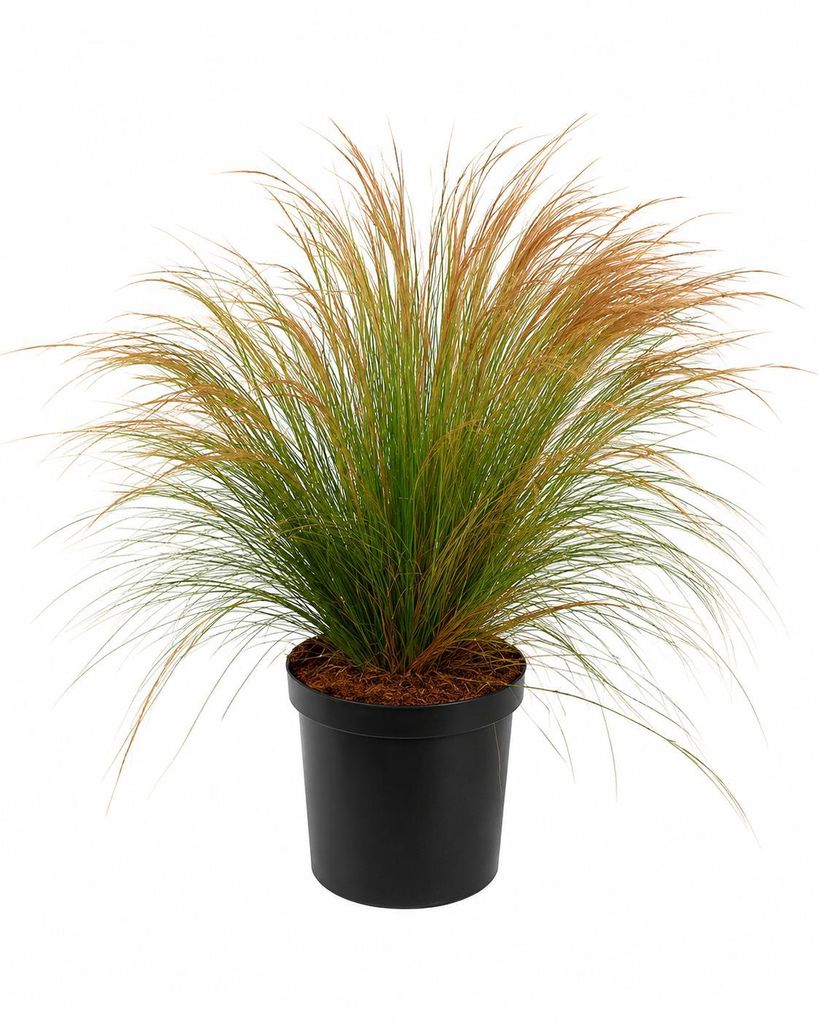 10 Stück Zartes Federgras Stipa tenuissima Ponytails 20-30 Produktbild 