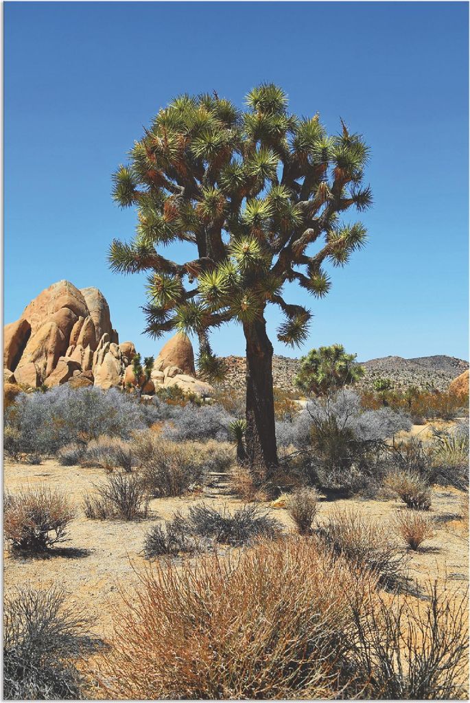 ARTland Wandbild Alu für Innen & Outdoor Joshua Tree in der Mojave Wüste III Größe: 40x60 cm