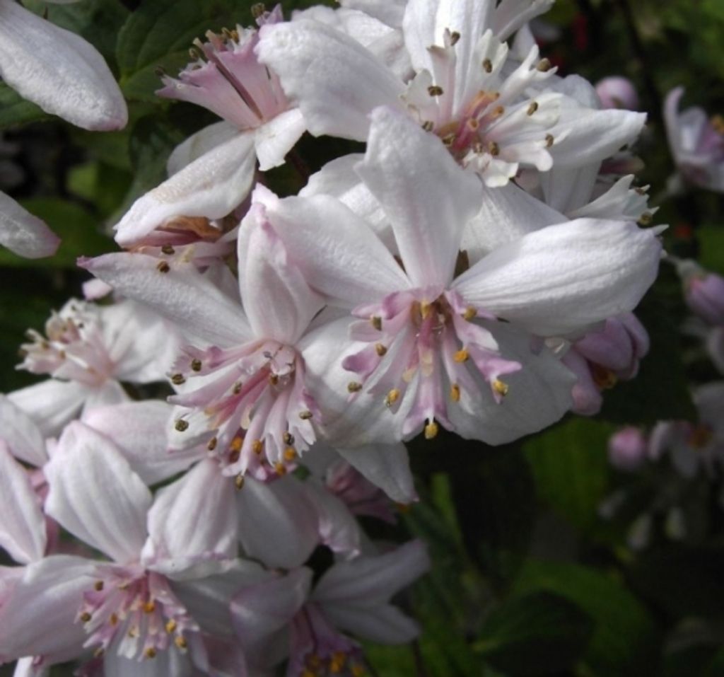Rosendeutzie Mont Rose - Deutzia hybrida Mont Rose - reichblühend - 60-100cm