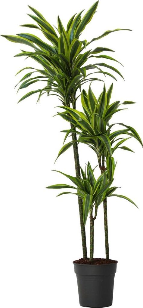Dracena - Dracaena 'Lemon Lime' - Wysokość 130-140cm - Zdjęcie produktu 
