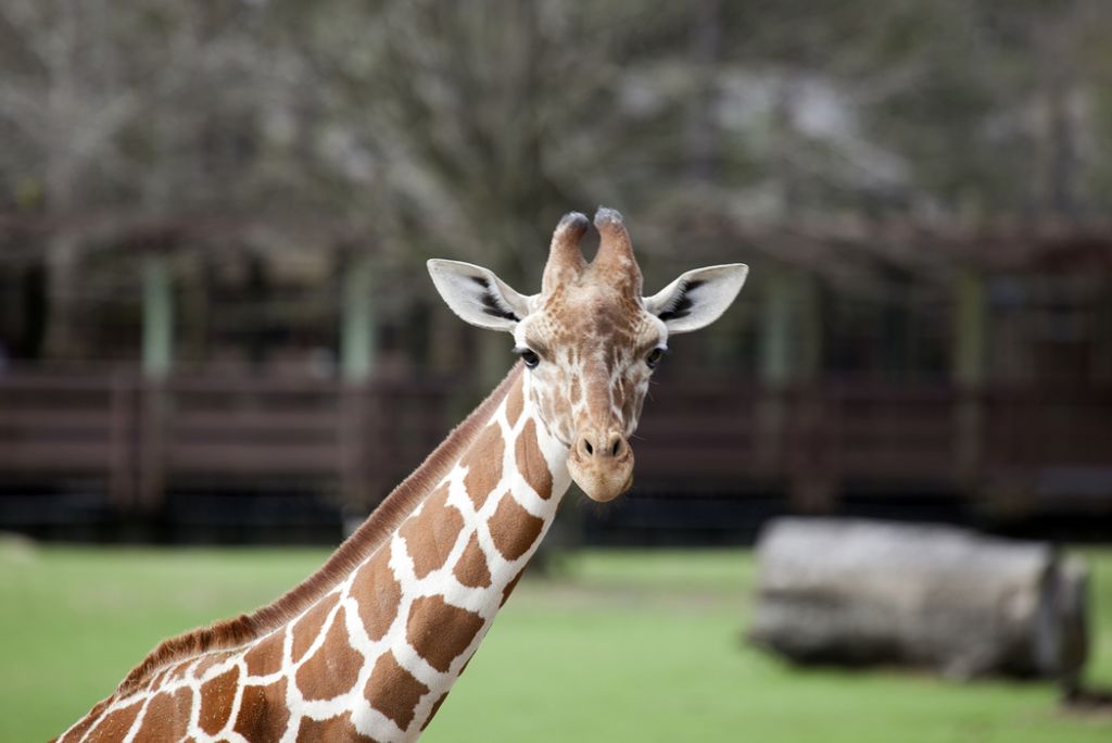 hansepuzzle 78111 - Giraffe Puzzle, 2000 Teile, Natur, 90,0 x 60,0cm mit hochwertiger Aufbewahrung, Kartonbox und wiederverschließbarem Beutel