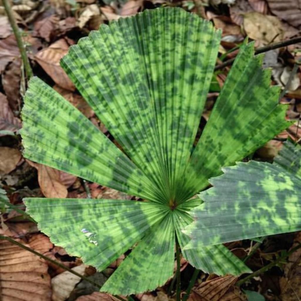 Fächerpalme (Licuala sp. 'Kalimantan Mottled') - 1 Samen