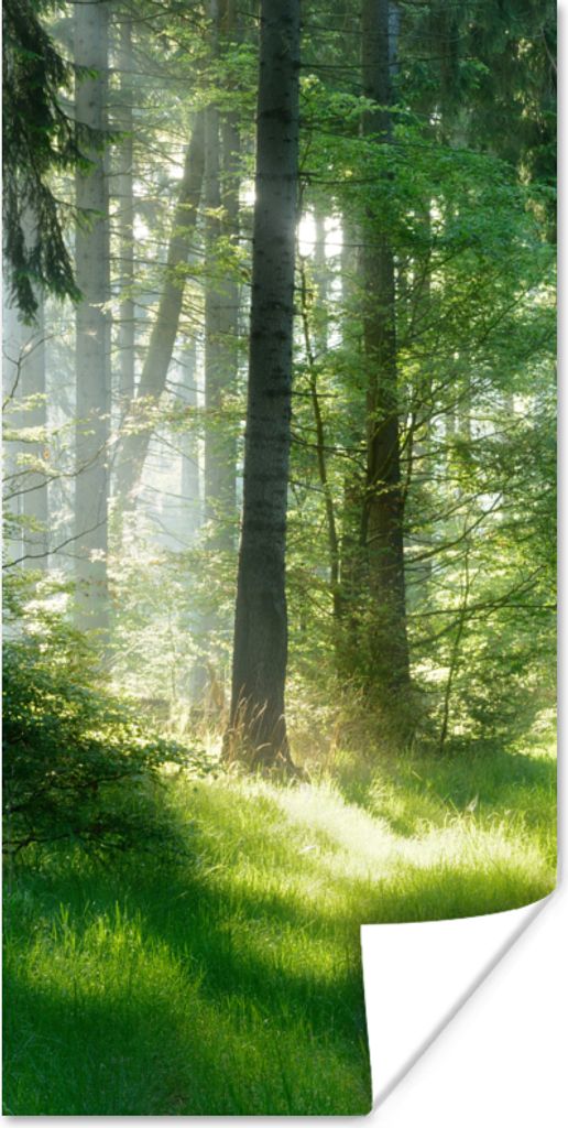 MuchoWow Poster Natur - Bäume - Wald - Grün - Sonne - Gras - Pflanzen 40x80 cm - Dekoration