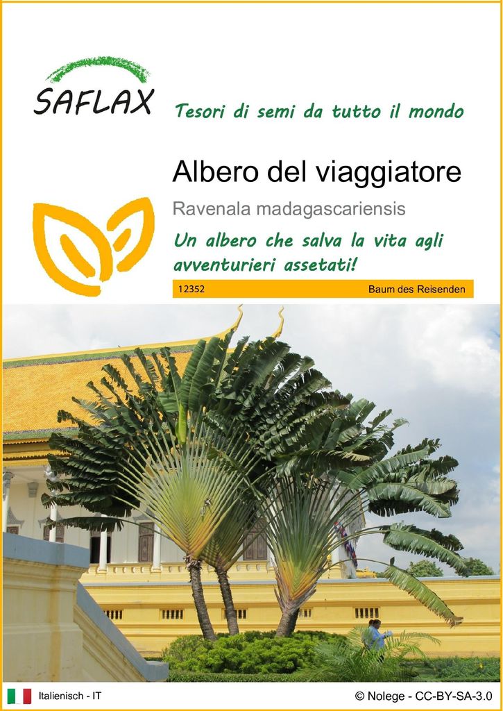 SAFLAX  - Albero del viaggiatore - 8 semi - Ravenala Immagine del prodotto 