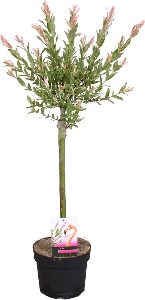 Bloomique - Salix Flamingo - Harlekinweide - Winterharte Balkonpflanzen - Gartenpflanzen Winterhart - Höhe 60-80 cm - Topf 17 cm