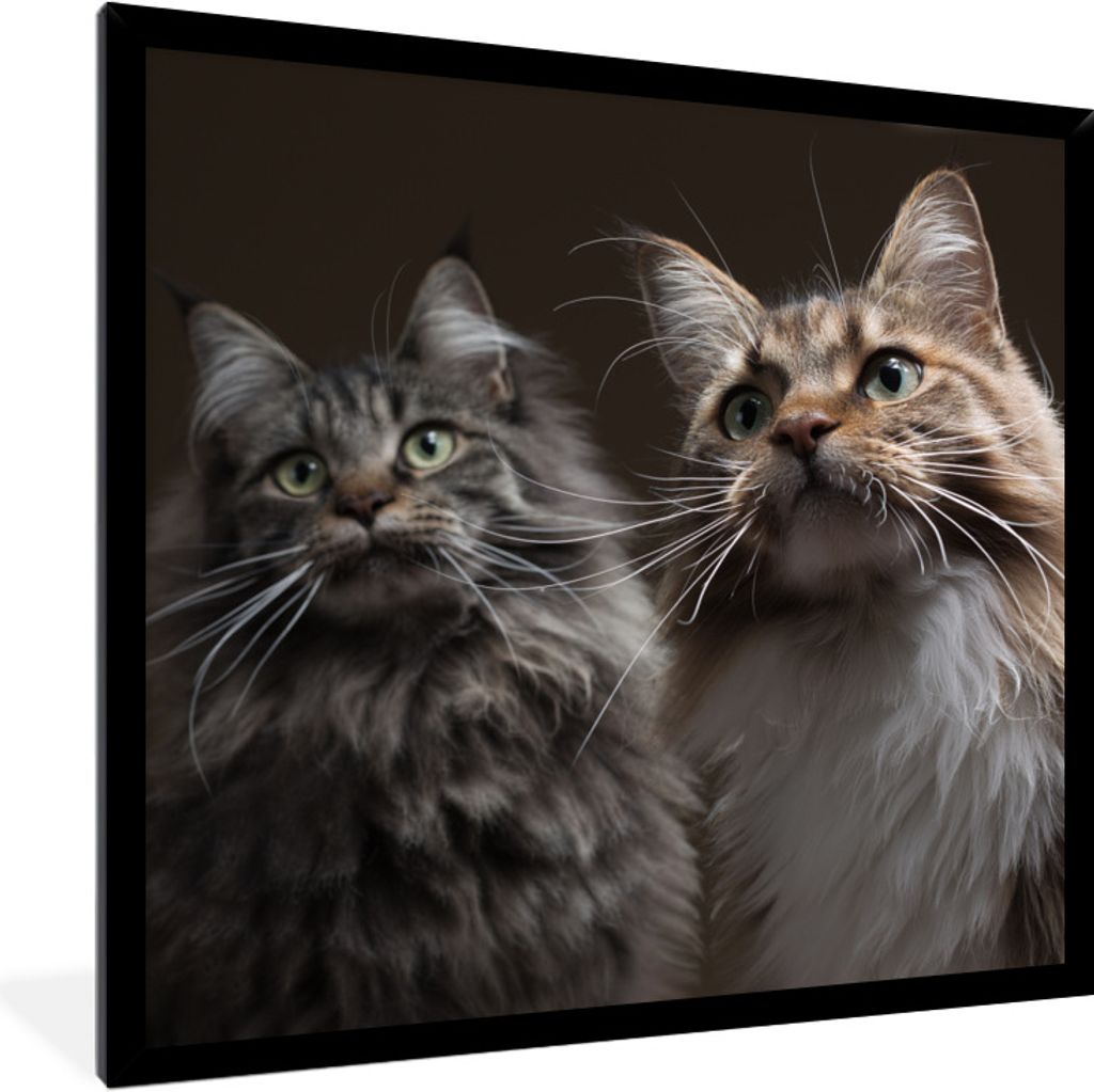 MuchoWow Gerahmtes Poster Zwei süße Maine Coon Katzen 40x40 cm - Poster mit Schwarzem Bilderrahmen Wandposter Rahmen Foto Bilder - Mit Rahmen -...