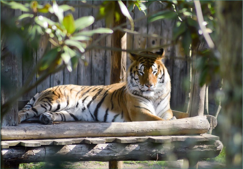 Wallario Fototapete Vliestapete, seidenmatte Oberfläche, einfache Verarbeitung, Größe 350 x 245 cm, Motiv Tiger im Sonnenschein