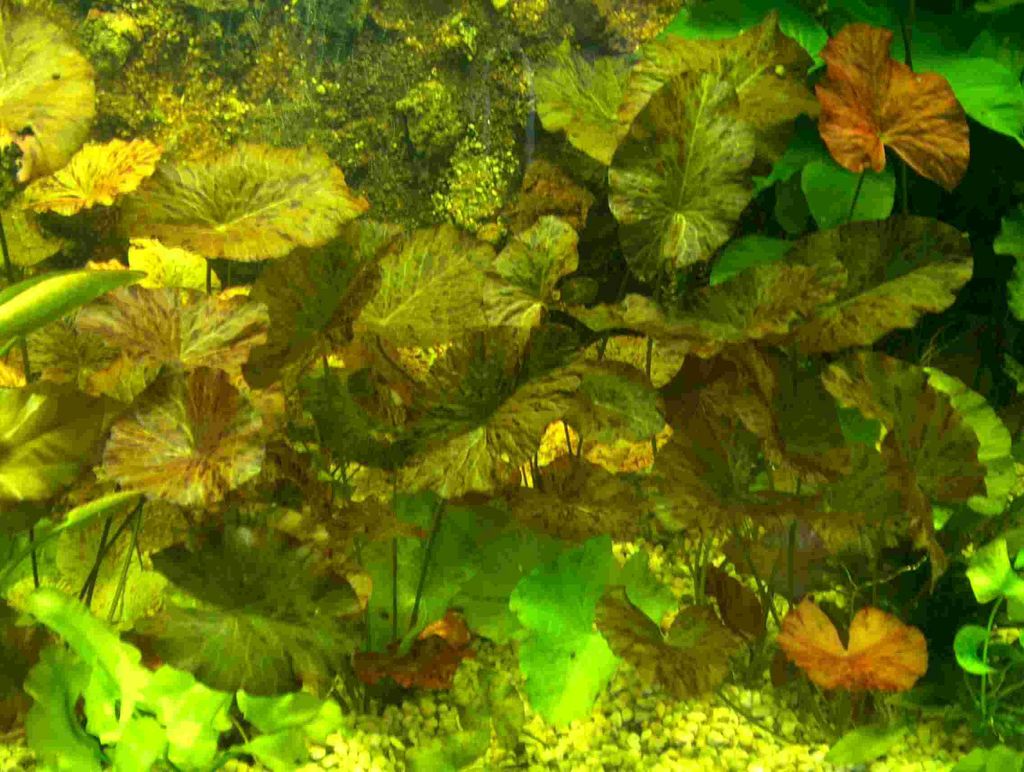 Bundle je 1 rote und grüne Tigerlotus ca. 5 cm Produktbild 