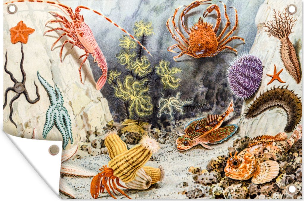 MuchoWow 90x60 cm Outdoor-Poster Gartendeko Sichtschutz Garten Poster für den Garten Unterwasser - Illustration - Meerestiere