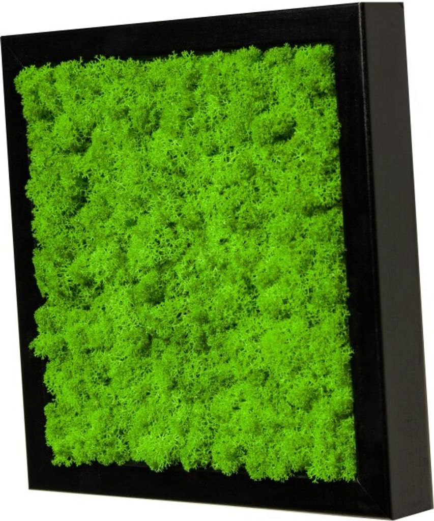 Moosbild mit echtem Islandmoos (schwarz 25x25 cm) Produktbild 