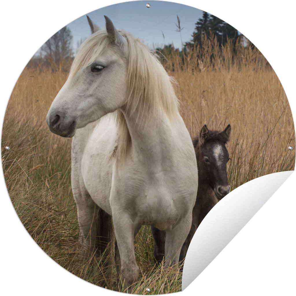 MuchoWow Gartenposter Outdoor-Poster Rund Pferde - Fohlen - Weiß Ø 90 cm Gartendeko Rundes Poster draußen